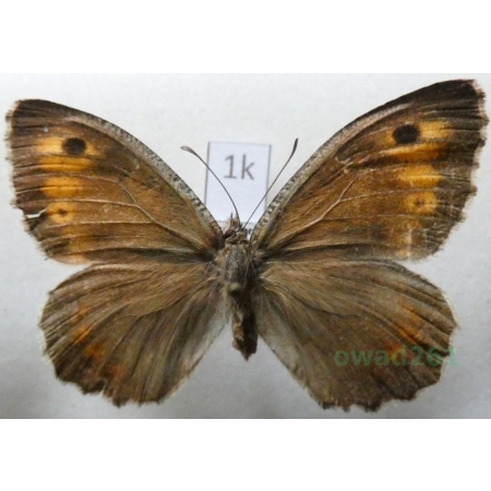 Arethusana arethusa (Denis & Schiffermüller, 1775) female Hungaria1k